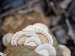Mushroom on a tree trunk close-up.