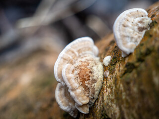 Mushroom on a tree trunk close-up.