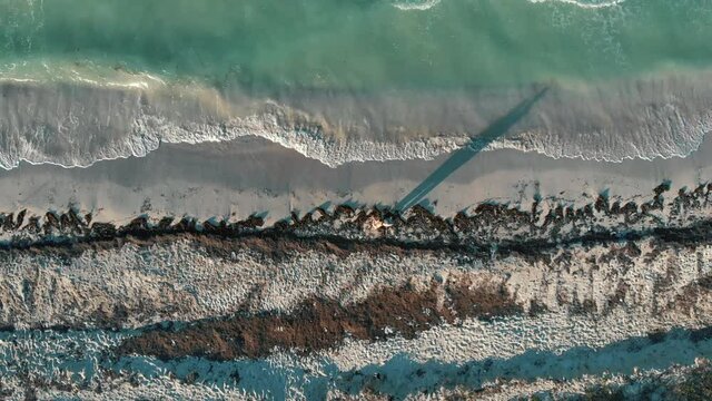 paradisiacal beach in the caribbean sea taken by sargasso seaweed. Top view. High quality 4k footage
