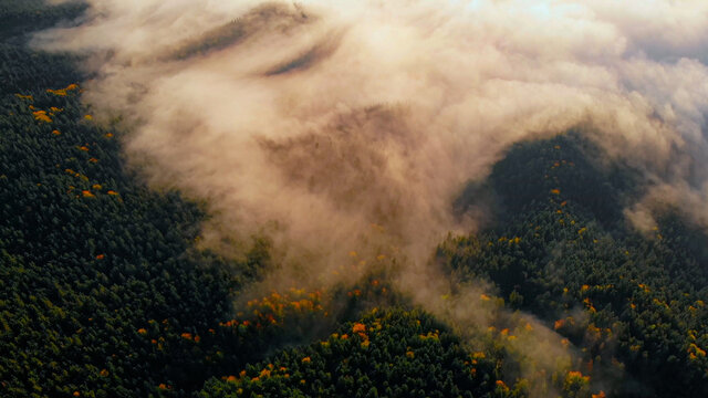 Aerial view: Amazing Thick Morning Fog Covering Mountains Spice and Spruce Forest.