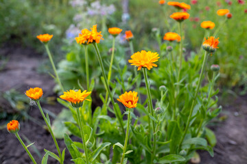 Fototapeta premium calendula flowers in the garden bed