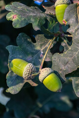 acorns with leaves on the branch © Serge