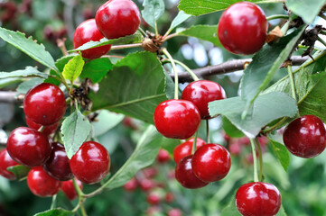 close-up of ripe cherries branch