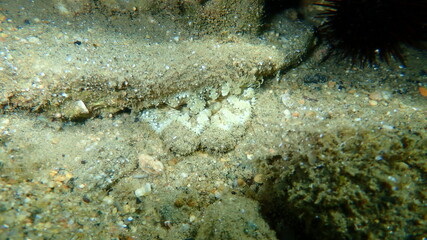 Obraz premium Daisy anemone (Cereus pedunculatus) undersea, Aegean Sea, Greece, Halkidiki 