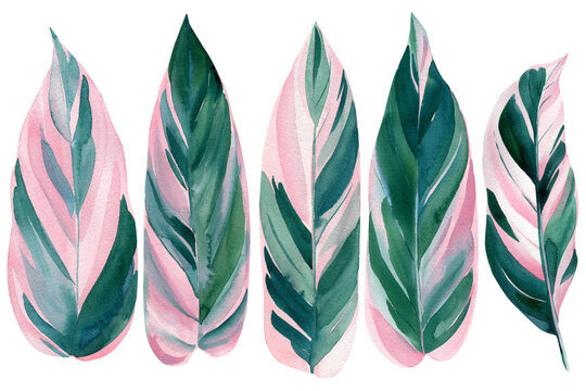 Exotic palm pink and green leaves on white background, watercolor illustration, jungle design. Stromanthe Triostar