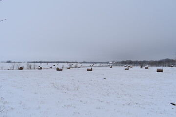 Hay Bales in a Snowy Farm Field