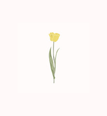 tulipa-modulo, tulipa, flower, yellow, cute, delicate