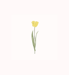 Fototapeta premium tulipa-modulo, tulipa, flower, yellow, cute, delicate