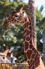 Head Shot Profile of Giraffe on blurred green trees background. Selective focus (Giraffa...