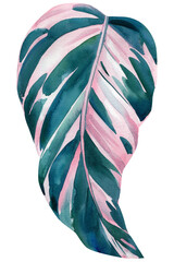 Pink tropical leaf on white background, watercolor illustration
