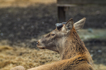 young deer without antlers in early spring © Micha