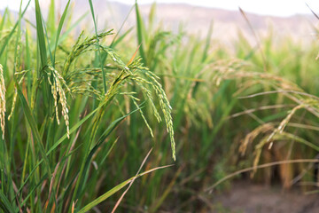 Rice Field of Farmer in Thailand. Rice field.