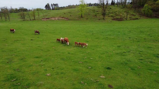 Cows chilling on green grass on hilly landscape