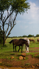 Fototapeta na wymiar Two horses graze on the field. The horse is white and the horse is brown. Wild antelopes are visible in the background. Horses are standing near the pond.