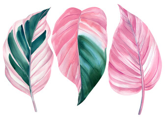 tropical pink leaves on a white background, palm leaves, watercolor illustration, ficus and calathea leaf