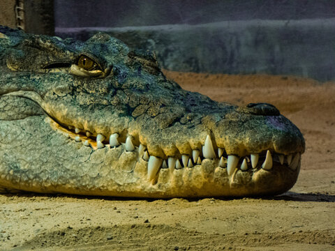 Crocodile Baring Teeth In A Wild Place