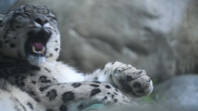 Snow Leopard 