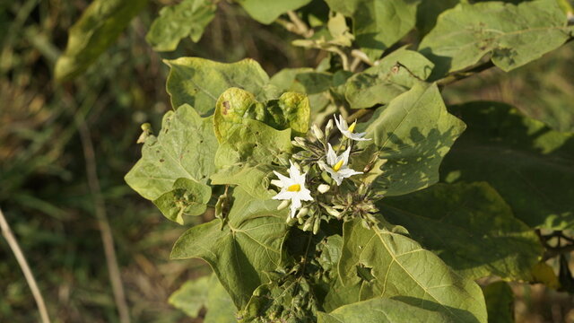 Flower from plant Solanum torvum also known as Pea eggplant, Platebrush, Turkeyberry, Susumber etc