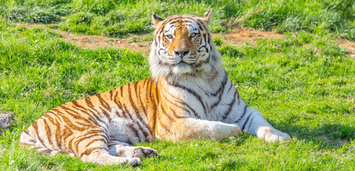 Tiger in a wildlife zoo - one of the biggest carnivore in nature.