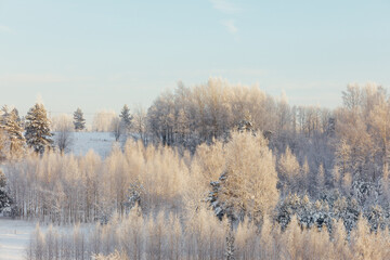 frozen winter trees at sunrise