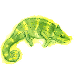 Vector watercolor illustration of chameleon.