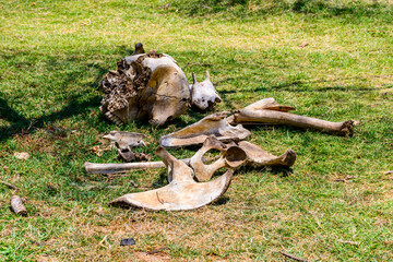 Pile of the elephant bones at Serengeti national park, Tanzania