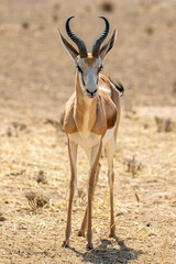 Springbok Ram in the Kgalagadi