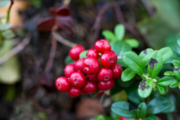 a huge sprig of cowberries, foxberries, cranberries, lingonberries in the forest