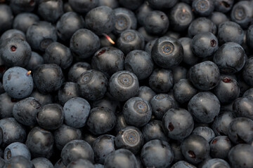 gloomy background with blueberry macro