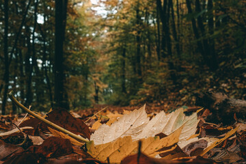 Waldboden im Herbst