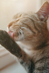 Tabby cat washes his paw. Pet is sitting near window. Sunlight on cat's face. Close-up portrait of domestic animal.