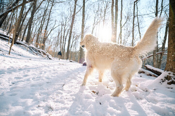 A Golden Retriever is enjoying fresh winter snow on a hiking trail in the woods of Sewickley, a Pittsburgh suburb in Western Pennsylvania. The beige-colored dog is jumping for joy in snow flakes.