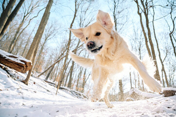 A Golden Retriever is enjoying fresh winter snow on a hiking trail in the woods of Sewickley, a Pittsburgh suburb in Western Pennsylvania. The beige-colored dog is jumping for joy in snow flakes.