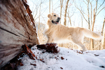 A Golden Retriever is enjoying fresh winter snow on a hiking trail in the woods of Sewickley, a Pittsburgh suburb in Western Pennsylvania. The beige-colored dog is jumping for joy in snow flakes.