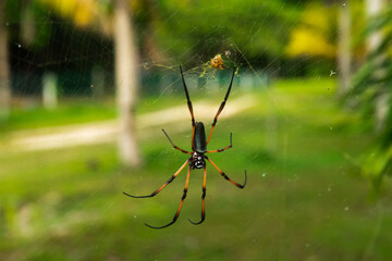 Red-legged Golden Orb Spider also known as Palm Spider (Nephila Inaurata) selective focus on web, Praslin Island, Seychelles