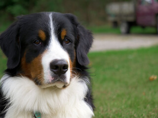 Bernese Mountain Dog portrait