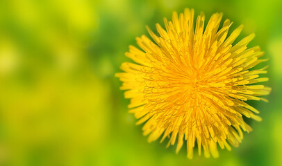 Yellow dandelion on a blurred green background. Spring concept.