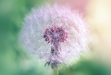 White dandelion with dew on pink dawn background