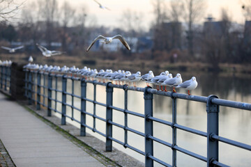 Stado mew na poręczy nad rzeką Odrą we Wrocławiu.