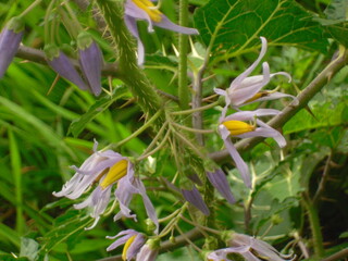 Purple flowers in the garden 