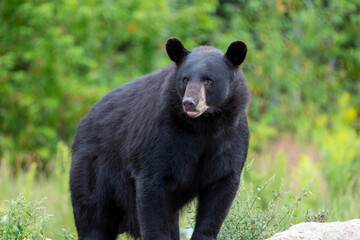 Standing black bear on green forest background
