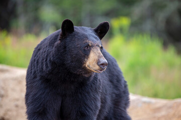 Closeup of standing black bear with a forest background - obrazy, fototapety, plakaty