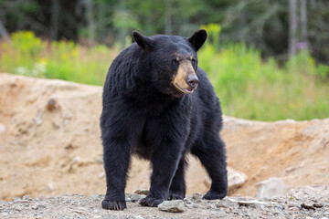 Standing black bear with a forest background
