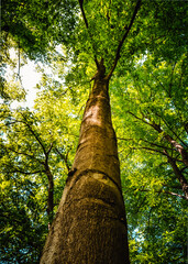Fototapeta premium Baum