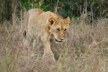 Obraz na płótnie Canvas Lion - Panthera leo king of the animals. Lion - the biggest african cat, two (pair) lion kittens play in the bush in Masai Mara National Park in Kenya Africa. Beautiful young cat in the grass