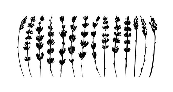 Black branches of lavender vector collection. Hand-drawn floral sprigs. Set of black silhouettes leaves and branches. Lavender foliage, herbs. Vector ink elements isolated on white background.