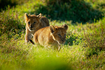 Lion - Panthera leo king of the animals. Lion - the biggest african cat, two (pair) lion kittens play in the bush in Masai Mara National Park in Kenya Africa. Beautiful young cat in the grass