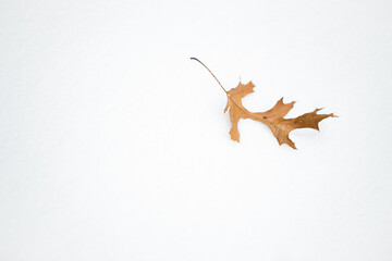 Brown leave lying on the white snow