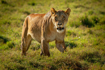 Fototapeta na wymiar Lion - Panthera leo king of the animals. Lion - the biggest african cat, lioness walking in the bush in Masai Mara National Park in Kenya Africa. Big cat in the green grass in savannah
