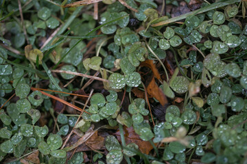 drops of rain on the green and brown grass